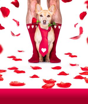 gay wedding couple with chihuahua dog wearing socks, getting maried with red roses all over isolated on white background on valenitnes day