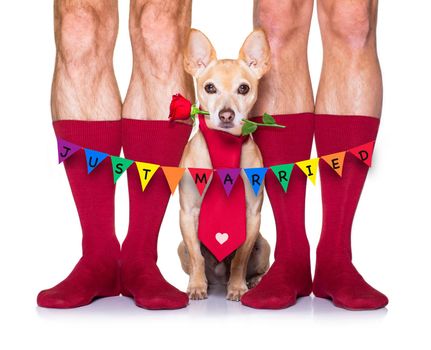 gay wedding couple with chihuahua dog wearing socks, getting maried with red roses all over isolated on white background on valenitnes day