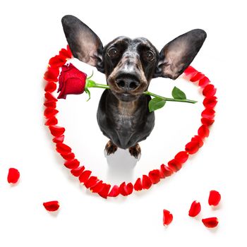 dachshund  sausage dog  in love for happy valentines day with  rose flower in  mouth , isaolated on white background petals flying around in air