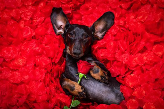 suasage  dachshund dog lying in bed full of red rose flower petals as background  , in love on valentines day