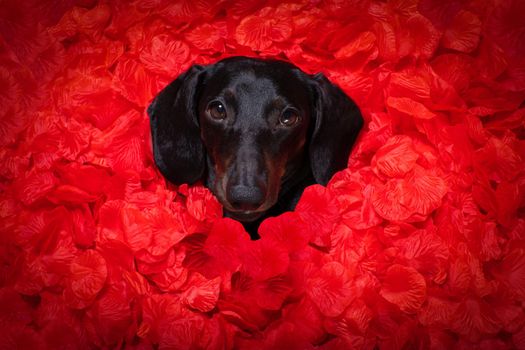 suasage  dachshund dog lying in bed full of red rose flower petals as background  , in love on valentines day and so cute