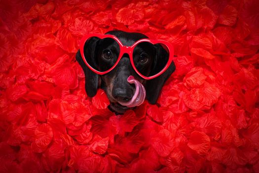 suasage  dachshund dog lying in bed full of red rose flower petals as background  , in love on valentines day and so cute