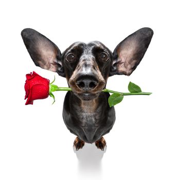 dachshund  sausage dog  in love for happy valentines day with  rose flower in  mouth , isaolated on white background