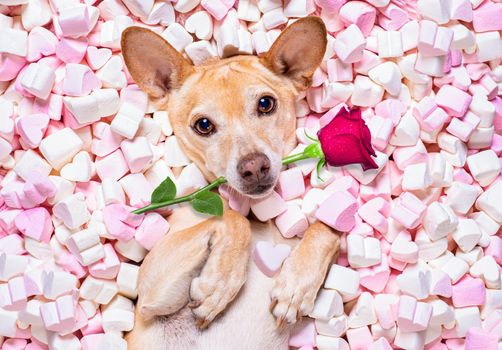 chihuahua dog looking and staring at you   ,while lying  bed full with  marshmallows  in love, for valentines or wedding pink rose in mouth