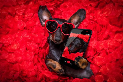 suasage  dachshund dog lying in bed full of red rose flower petals as background  , in love on valentines taking a selfie with smartphone