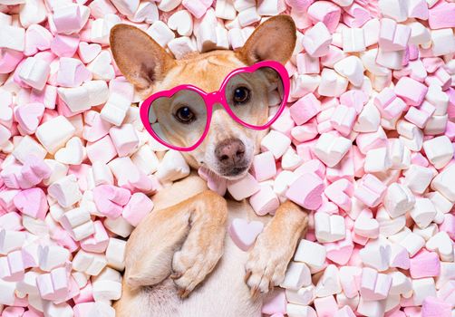 chihuahua dog looking and staring at you   ,while lying  bed full with  marshmallows  in love, for valentines or wedding with fancy sunglasses