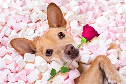 chihuahua dog looking and staring at you   ,while lying  bed full with  marshmallows  in love, for valentines or wedding