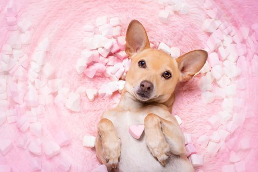 chihuahua dog looking and staring at you   ,while lying  bed full with  marshmallows  in love, for valentines or wedding