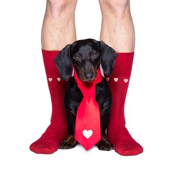 sausage dachshund and owner in love for happy valentines day with  rose flower in  mouth , isaolated on white background petals flying around in air