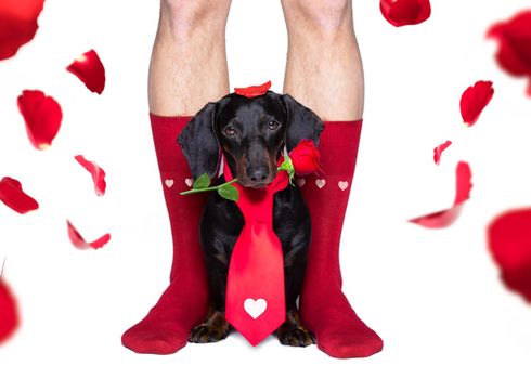 sausage dachshund and owner in love for happy valentines day with  rose flower in  mouth , isaolated on white background petals flying around in air