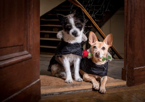 couple of two dogs  for happy valentines day with  rose flower in  mouth , at the door of home