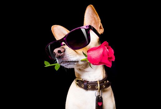 dachshund dog looking and staring at you   ,with a valentines roses isolated on white background,