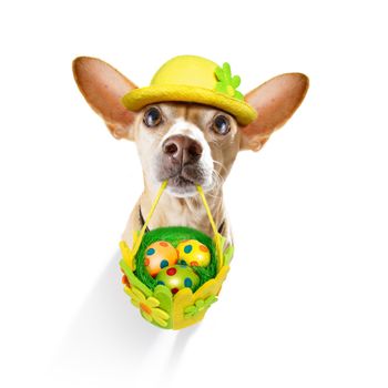 happy easter  chihuahua  dog with  funny colourful eggs in a basket   for the holiday season