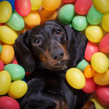 happy easter  dachshund sausage  dog lying in bed full of funny colourful eggs ,  for the holiday season