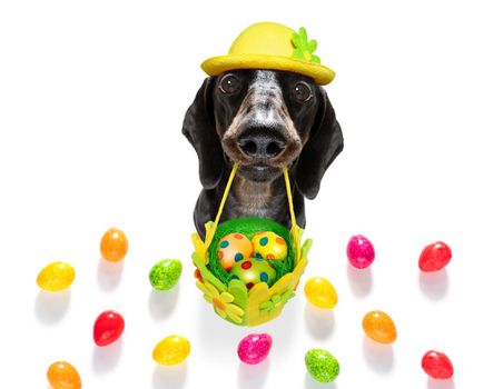 happy easter  dachshund sausage  dog with  funny colourful eggs in a basket   for the holiday season