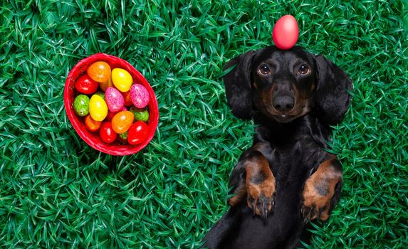 funny  happy  easter   dachshund sausage  dog with a lot of eggs around  and basket , sleeping  resting  and lies or lays on grass this holiday season