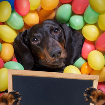 happy easter  dachshund sausage  dog lying in bed full of funny colourful eggs ,  for the holiday season, holding a placard or banner