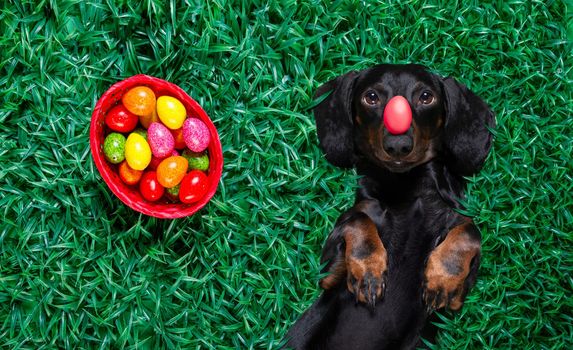 funny  happy  easter   dachshund sausage  dog with a lot of eggs around  and basket , sleeping  resting  and lies or lays on grass this holiday season
