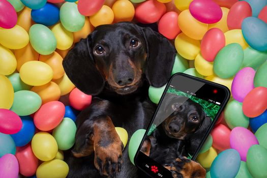 happy easter  dachshund sausage  dog lying in bed full of funny colourful eggs ,  for the holiday season, taking a selfie with smartphone