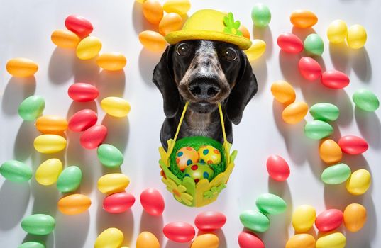 happy easter  dachshund sausage  dog with  funny colourful eggs in a basket   for the holiday season