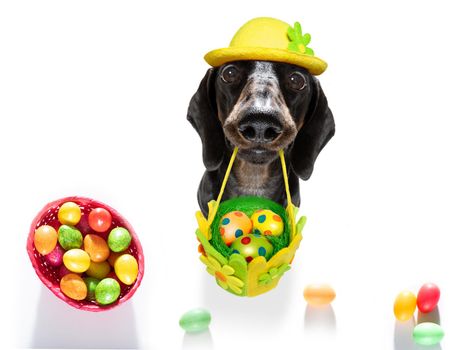 happy easter  dachshund sausage  dog with  funny colourful eggs in a basket   for the holiday season