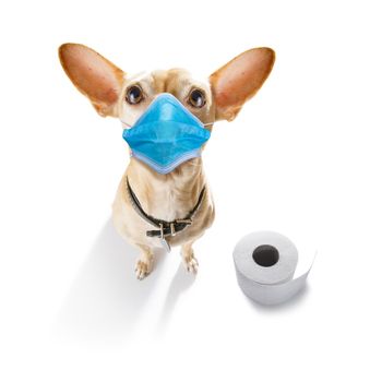 sick and ill chihuahua dog  isolated on white background with  face mask and toilet paper rolls , protecting from virus and bacteria