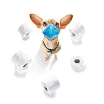 sick and ill chihuahua dog  isolated on white background with  face mask and toilet paper rolls , protecting from virus and bacteria