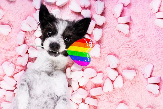 poodle gay pride dog looking on valentines ,while lying on bed full of marshmallows as background  , in love, pink lolly or lollypop