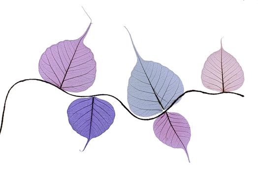 Colorful skeleton leaves flower composition isolated on white background