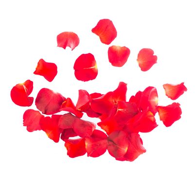 Red rose petals isolated over the white background.