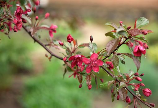 Blooming paradise apple tree buds. Wonderful natural background with pink flowers on a branch.