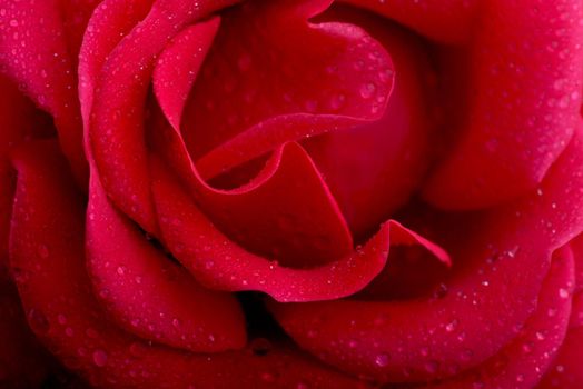 A close up macro shot of a red rose flower