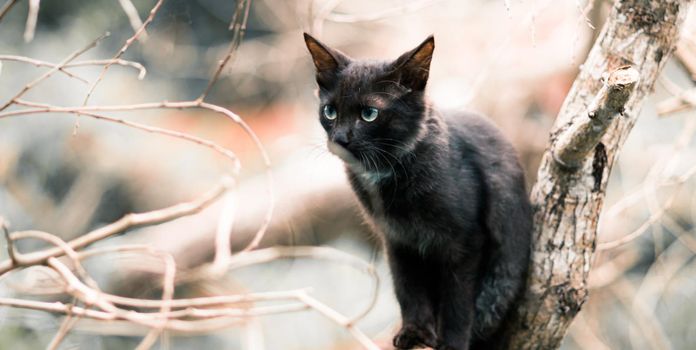 Tiger like pose on a tree branch domestic cat photographed through the branches, the cat looking forward, eyes starring and listen sharply to the sound in nature out of focus background.