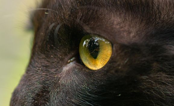 Dark brown ferocious looking yellow eyes close up macro photograph, detailed pupils of a cat's eye side view, sharp focus on the target.