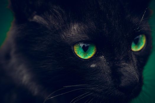 Black cat with vibrant green eyes pops in the dark, young small cat eyes sharp focused in front, intence looking angry closeup face only macro photo, like a charming devil's vision.