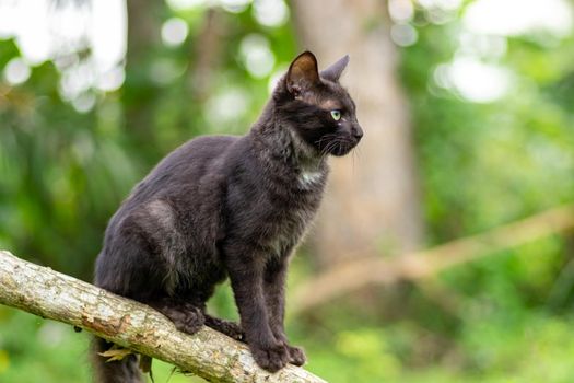 The dark furry Young cat crouched on a branch, admiring the nature view, soft out of focus green background.