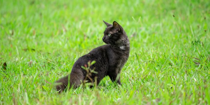 the dark-skinned cat turns around standing in the green grass field watching behind