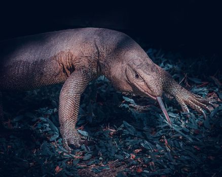 Huge land monitor lizard close up, tong out looking directly forward as hunting in the grass field,