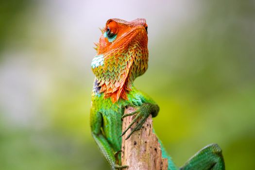 Green garden lizard showed up for a photoshoot, resting in a wooden pole, curious lizard looking at camera wondering head high, arrogant and stubborn attitude, colorful changeable bright skin frontal.