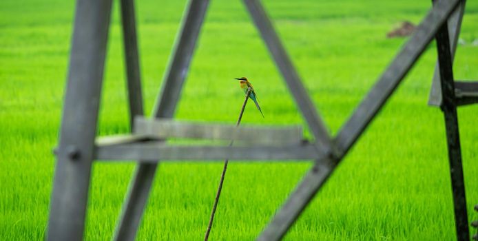 Blue Tailed Bee Eater perched in a stick photograph through the electric tower in a rice paddy field morning.