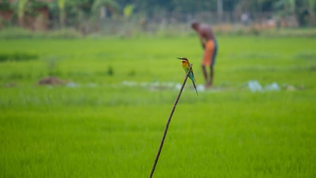 Blue-tailed bee-eater perched in a stick, an old man working in a paddy field background greenery landscape.