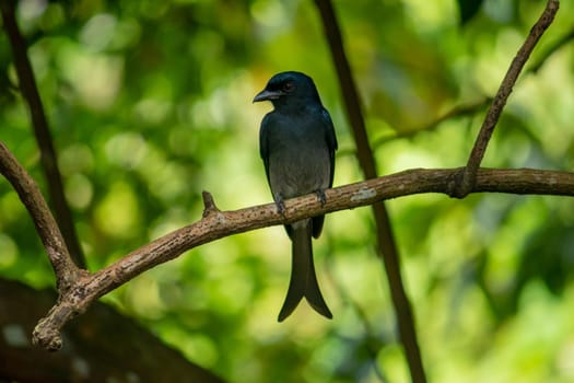 Common black Drongo bird perched under the shade of a tree, looking side pose for a photograph, has shiny dark color feathers and a long split tail.