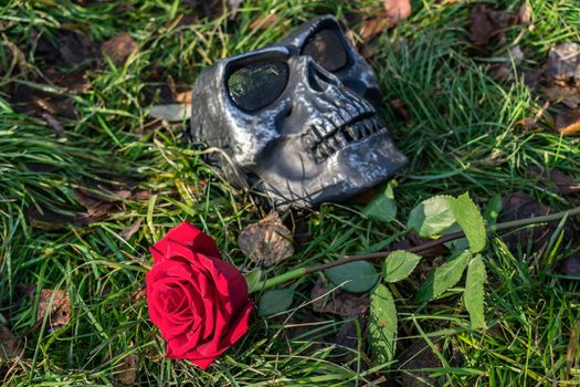 A red rose lies on the green grass next to the skull mask during the ceremony and the custom