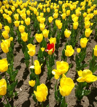 One red tulip stands out among a large number of yellow tulips.