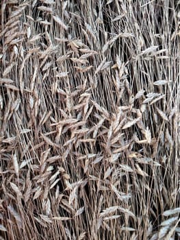 Dry spikelets of grass are gently pressed to the ground.