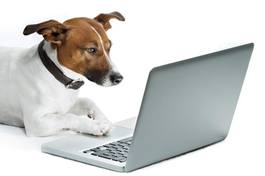 using pc computer dog