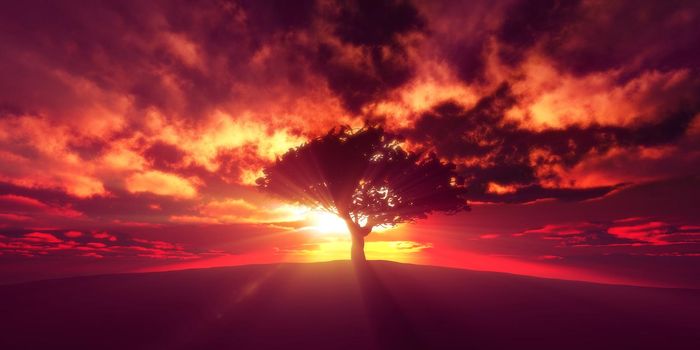 tree on the filed sunset sky, 3d render illustration