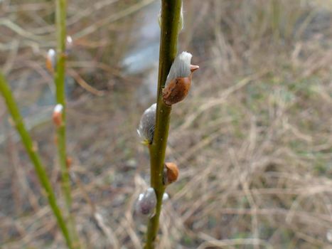 Willow blossom in wintertime in Germany