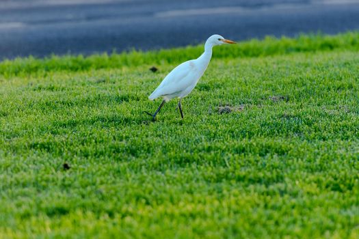 Bird Island of Fuerteventura in Spain in the summer of 2020.