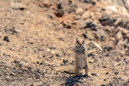 Cute little African ground squirrel on a background of stones in Fuerteventura, Spain.